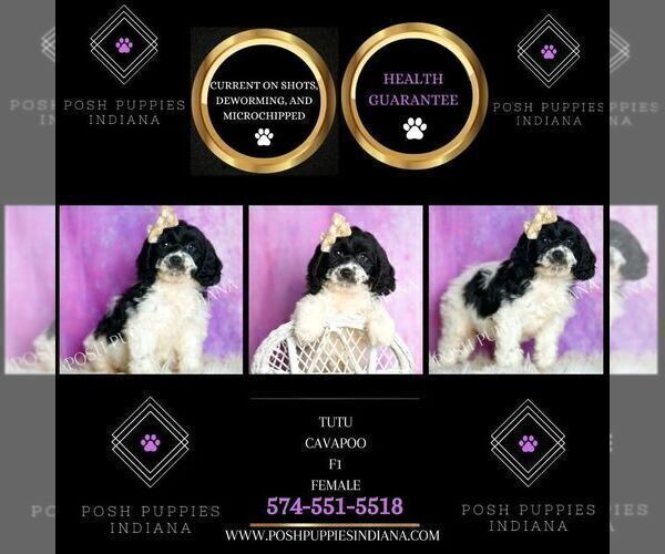 Medium Photo #6 Cavapoo (Miniature) Puppy For Sale in WARSAW, IN, USA