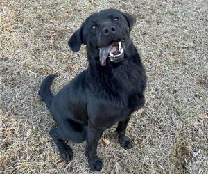 Kincaid - Male Chow Chow-Unknown Mix Dog for Adoption - Photo #3