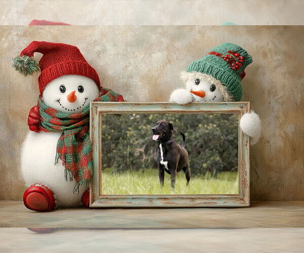 Medium Photo #8 Labrador Retriever-Unknown Mix Puppy For Sale in Tampa, FL, USA