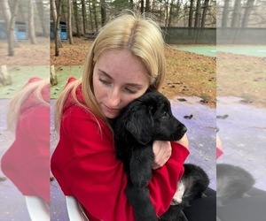 Border Collie-English Cream Golden Retriever Mix Puppy for sale in GOSHEN, IN, USA