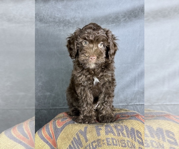 Medium Photo #9 Cavapoo (Miniature) Puppy For Sale in OCALA, FL, USA