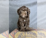 Small #8 Cavapoo (Miniature)