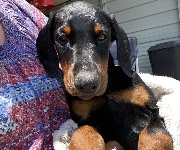 Medium Photo #1 Doberman Pinscher Puppy For Sale in RANGER, GA, USA