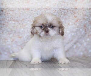 Shih Tzu Puppy for sale in MARIETTA, GA, USA