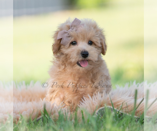 Medium Photo #49 Maltipoo (Miniature) Puppy For Sale in WARSAW, IN, USA