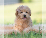 Puppy Tucker Maltipoo (Miniature)