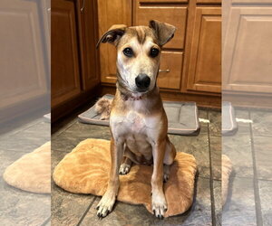 Riley - Female Mutt Dog for Adoption - Photo #3