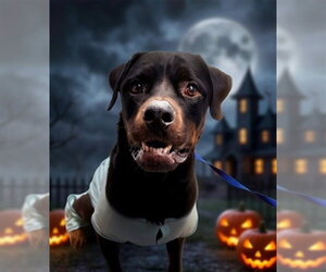 Rottweiler Dogs for adoption in Bakersfield, CA, USA