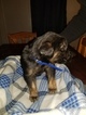 Small Photo #2 Golden Shepherd Puppy For Sale in WAUSEON, OH, USA