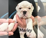 Puppy Marley English Bulldog