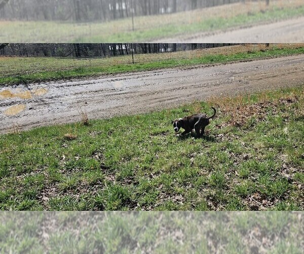 Medium Photo #4 Alapaha Blue Blood Bulldog Puppy For Sale in SHELOCTA, PA, USA