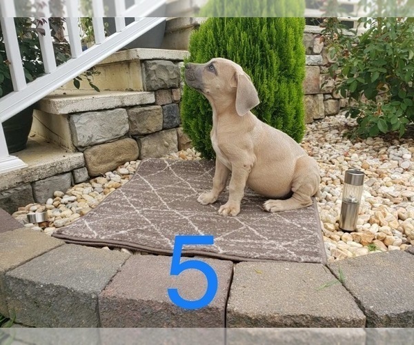 Medium Photo #12 Cane Corso Puppy For Sale in MONTPELIER, VA, USA