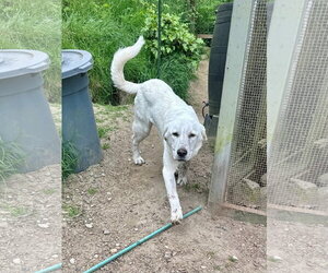 Colette - Female Akbash-Great Pyrenees Mix Dog for Adoption - Photo #5