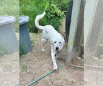 Small #4 Akbash-Great Pyrenees Mix