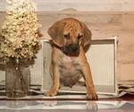 Small Photo #4 Puggle Puppy For Sale in PINE GROVE, PA, USA