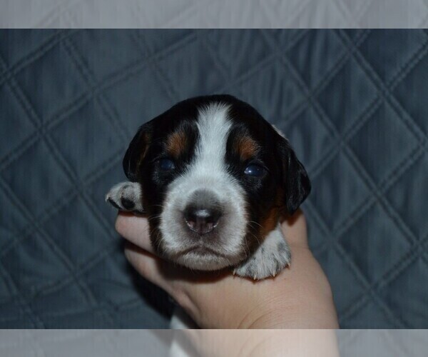 Medium Photo #10 English Springer Spaniel Puppy For Sale in LITCHFIELD, MN, USA