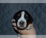 Small Photo #43 English Springer Spaniel Puppy For Sale in LITCHFIELD, MN, USA