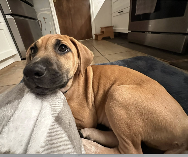 Medium Photo #6 Mutt Puppy For Sale in Plainfield, IL, USA