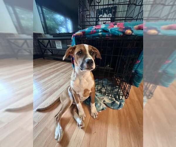 Medium Photo #1 Boxer-Unknown Mix Puppy For Sale in pomfret, CT, USA