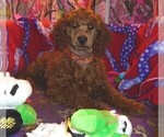 Small #5 Poodle (Standard)