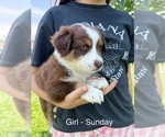 Small #2 Australian Shepherd