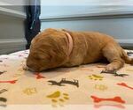 Small Photo #28 Goldendoodle Puppy For Sale in NORTH SCITUATE, RI, USA