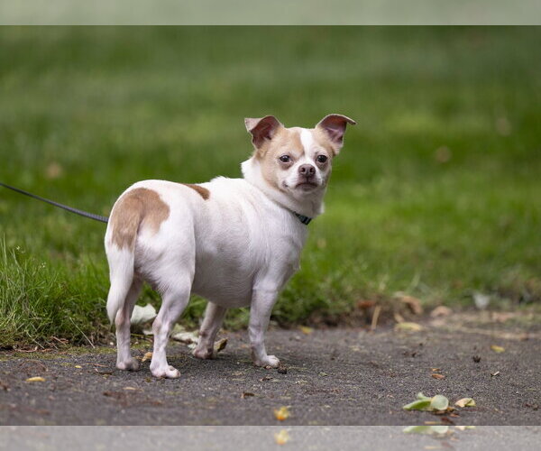 Medium Photo #3 Chug Puppy For Sale in Arlington, VA, USA