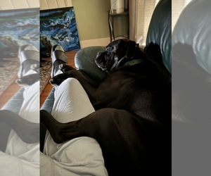 Father of the Boxer puppies born on 04/02/2025
