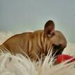 Small Photo #6 French Bulldog Puppy For Sale in ARLETA, CA, USA