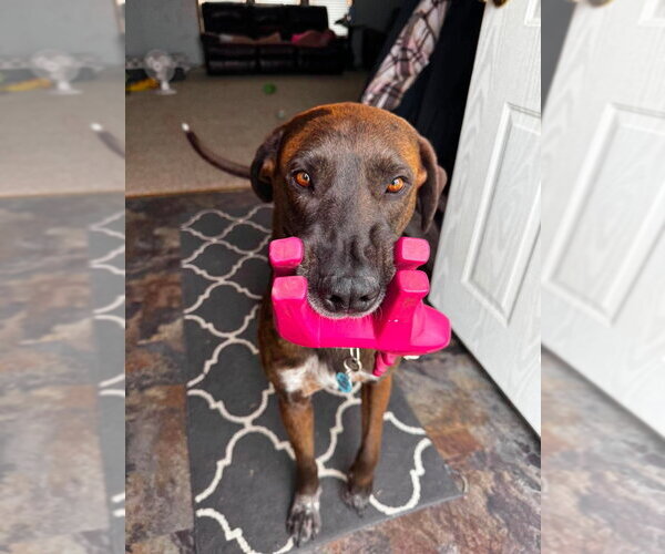 Medium Photo #5 Great Dane-Labrador Retriever Mix Puppy For Sale in Bullard, TX, USA