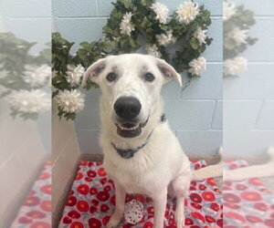 German Shepherd Dog-Great Pyrenees Mix Dogs for adoption in Brighton, CO, USA