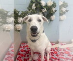 Small German Shepherd Dog-Great Pyrenees Mix