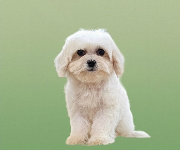 Medium Photo #8 Maltese-Zuchon Mix Puppy For Sale in SAN DIEGO, CA, USA