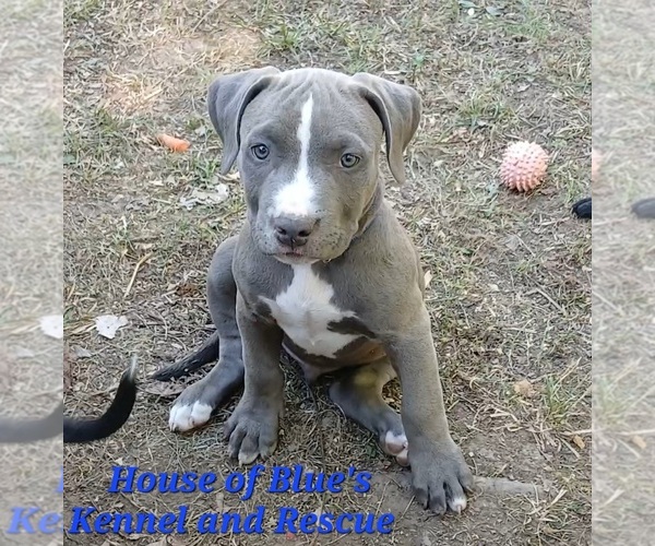 Medium Photo #8 American Pit Bull Terrier Puppy For Sale in DELAWARE, OH, USA