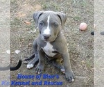 Small #7 American Pit Bull Terrier