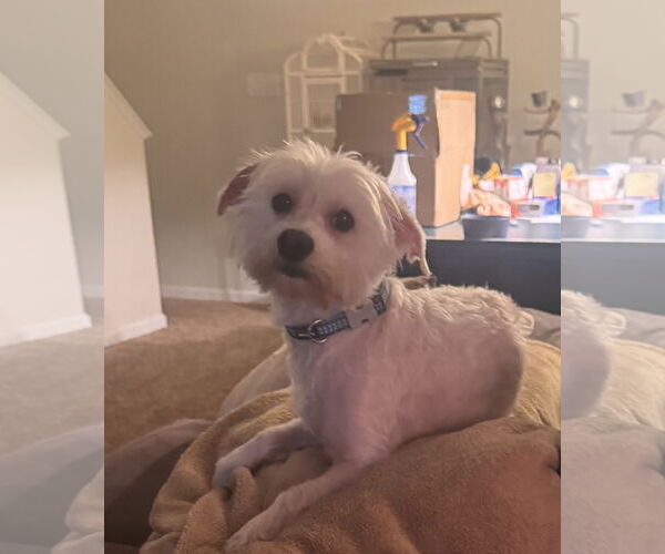 Medium Photo #4 Maltese Puppy For Sale in Pottstown, PA, USA