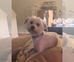 Small #3 Maltese