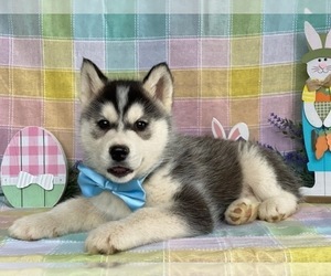 Siberian Husky Puppy for sale in LANCASTER, PA, USA