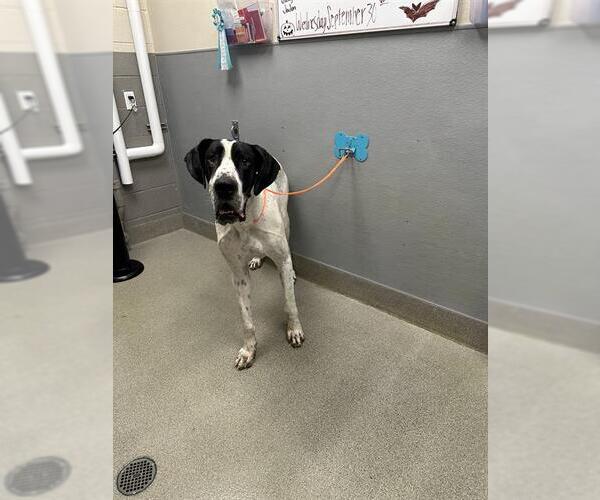 Medium Photo #1 Great Dane-Unknown Mix Puppy For Sale in Las Vegas, NV, USA