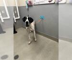 ROVER - Male Great Dane-Unknown Mix Dog for Adoption - Small photo