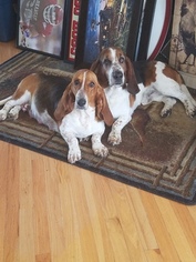 Father of the Basset Hound puppies born on 07/18/2018