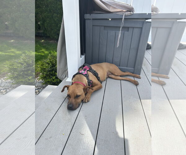 Medium Photo #22 Mutt Puppy For Sale in Oakhurst, NJ, USA