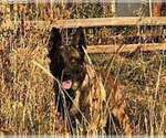 Small Photo #1 German Shepherd Dog-Malinois Mix Puppy For Sale in EAGLE POINT, OR, USA