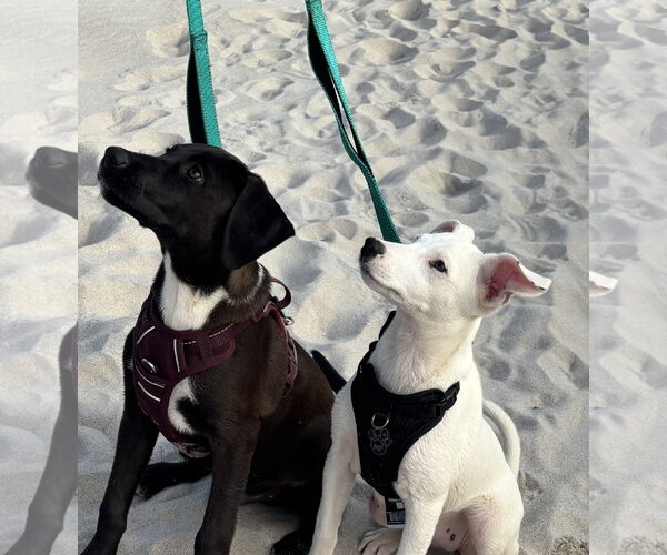 Medium Photo #3 Labrador Retriever-Unknown Mix Puppy For Sale in Oakhurst, NJ, USA