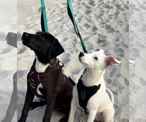 Mars – A Handsome Hunk of Chocolate! - Male Labrador Retriever-Unknown Mix Dog for Adoption - Photo #3