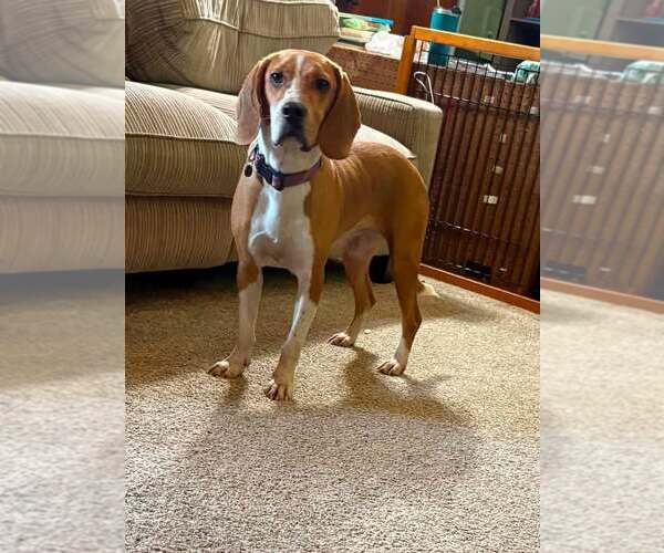 Medium Photo #1 Mutt Puppy For Sale in New Oxford , PA, USA
