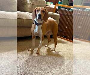 Mutt Dogs for adoption in New Oxford , PA, USA