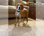 Bambi - Female Mutt Dog for Adoption - Small photo