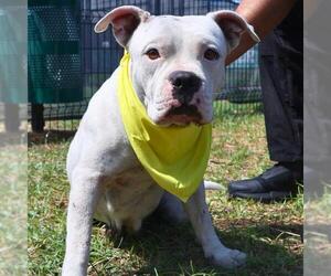 American Bulldog-Unknown Mix Dogs for adoption in San Antonio, TX, USA