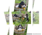 Puppy 8 Basset Hound